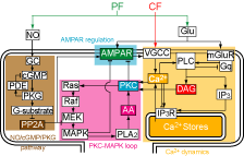 Block diagram of signaling pathways for cerebellar LTD