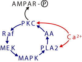 Ca2+-LTD model